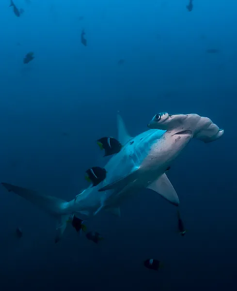 Get your adrenaline shock